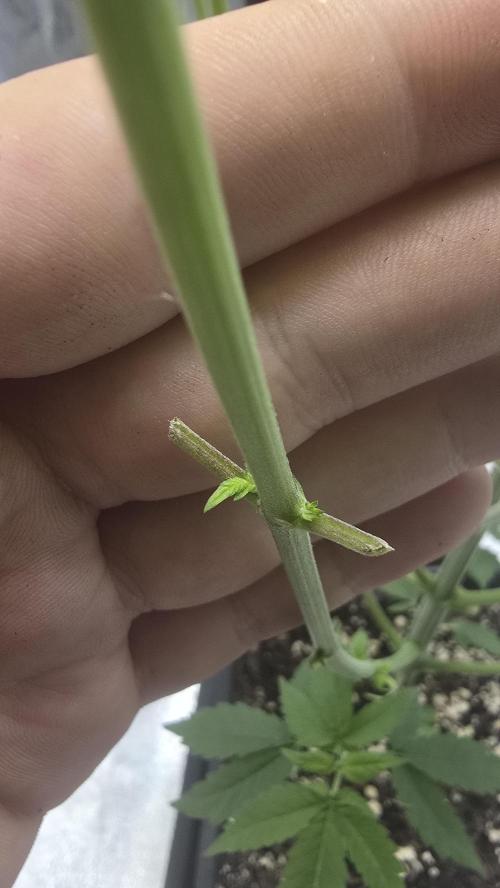 Papayton phenohunt. Week 6