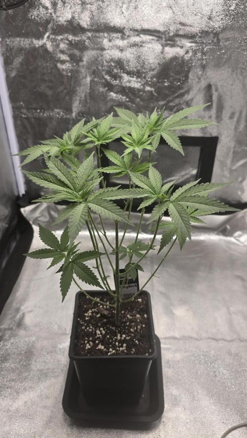 Papayton phenohunt. Week 6