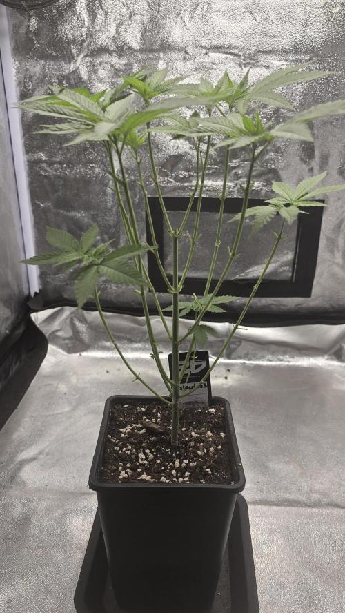 Papayton phenohunt. Week 6