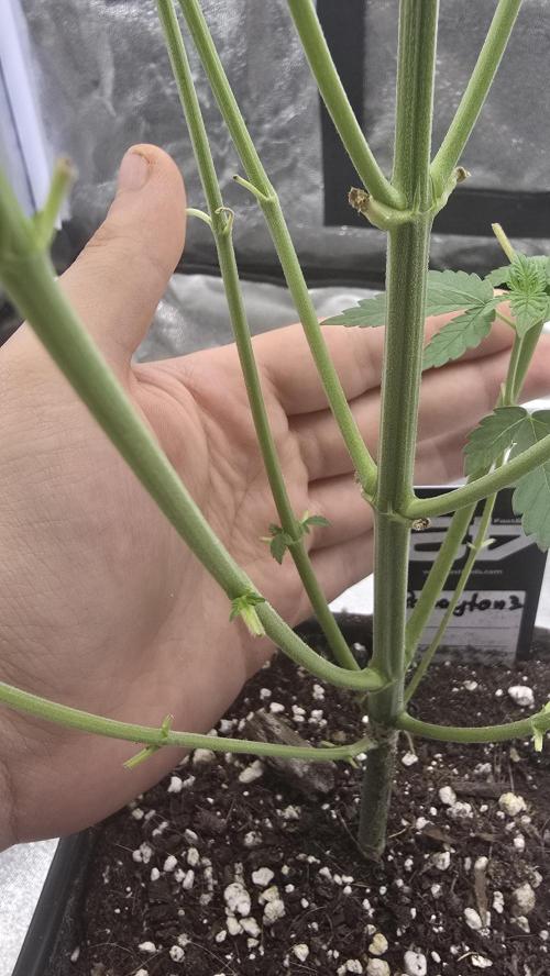 Papayton phenohunt. Week 6