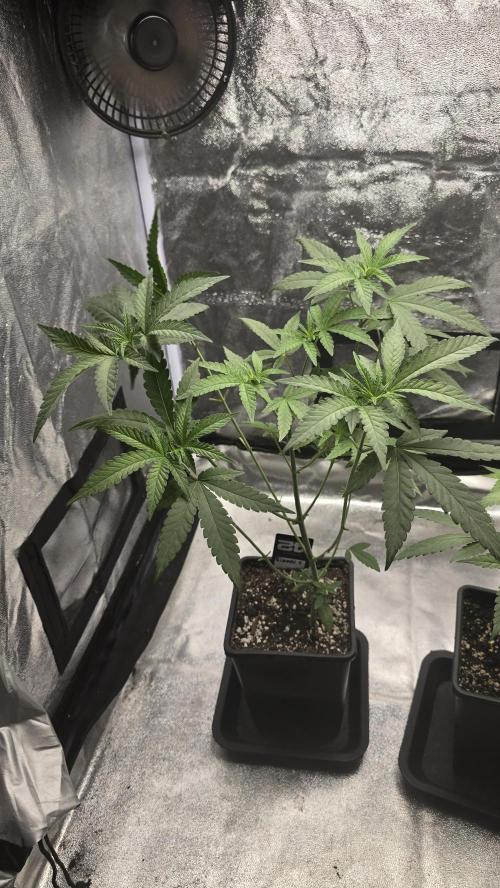 Biscotti Gelato phenohunt. Week 6