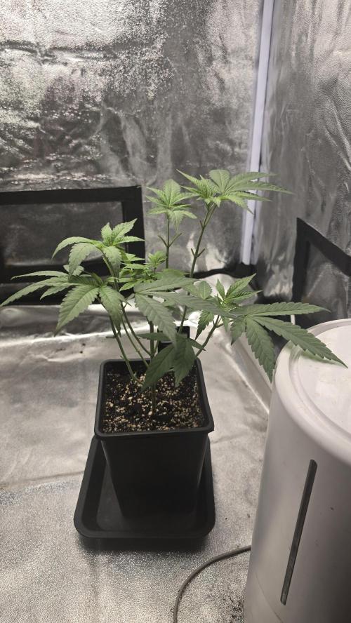 Biscotti Gelato phenohunt. Week 6