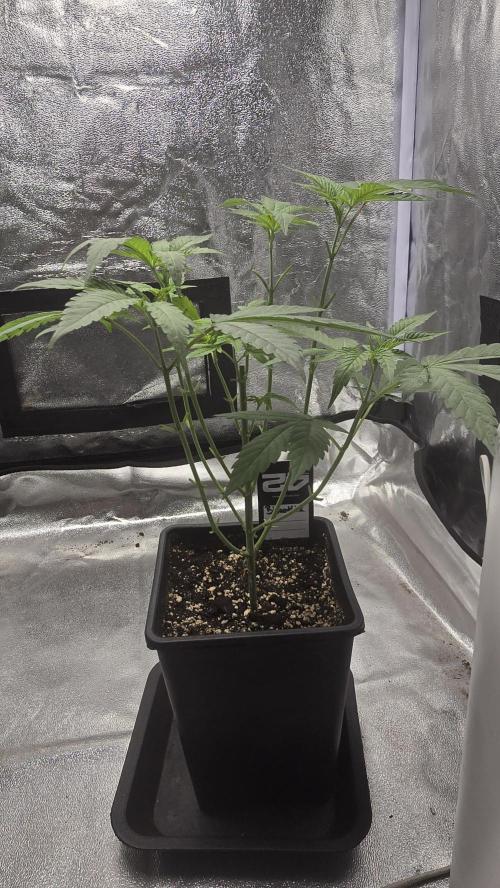 Biscotti Gelato. Week 6