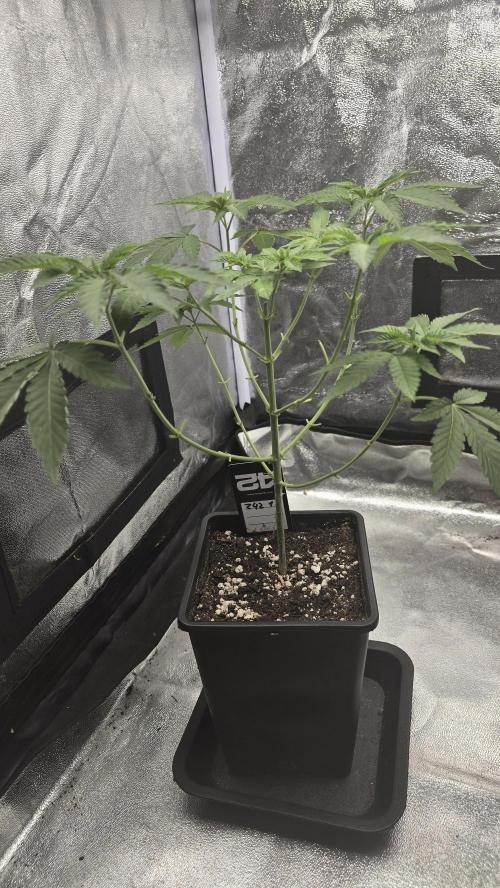 Z42 phenohunt. Week 6