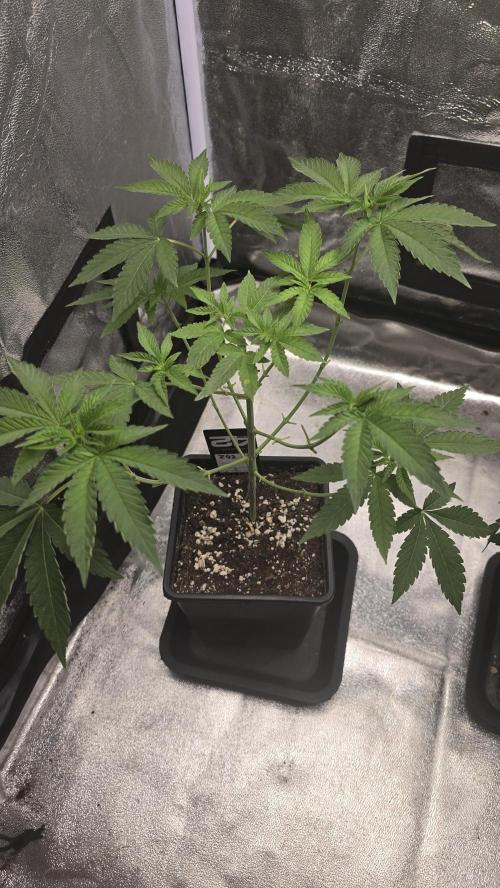 Z42 phenohunt. Week 6