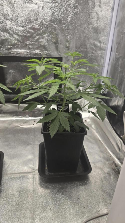 Z42 phenohunt. Week 6