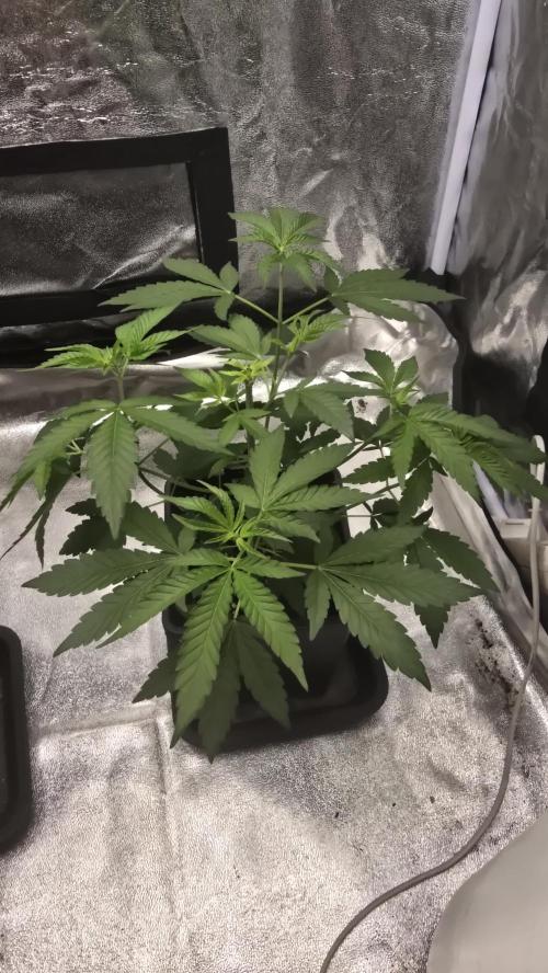 Z42. Week 6