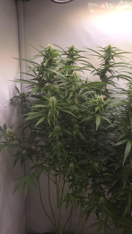 Gorilla Cookies Auto phenohunt #1. Week 9