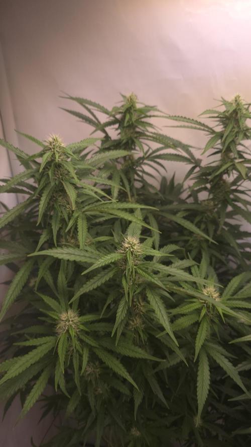 Gorilla Cookies Auto phenohunt #1. Week 9