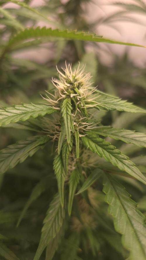 Gorilla Cookies Auto phenohunt #1. Week 9