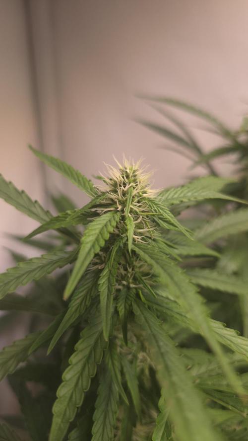 Gorilla Cookies Auto. Week 9