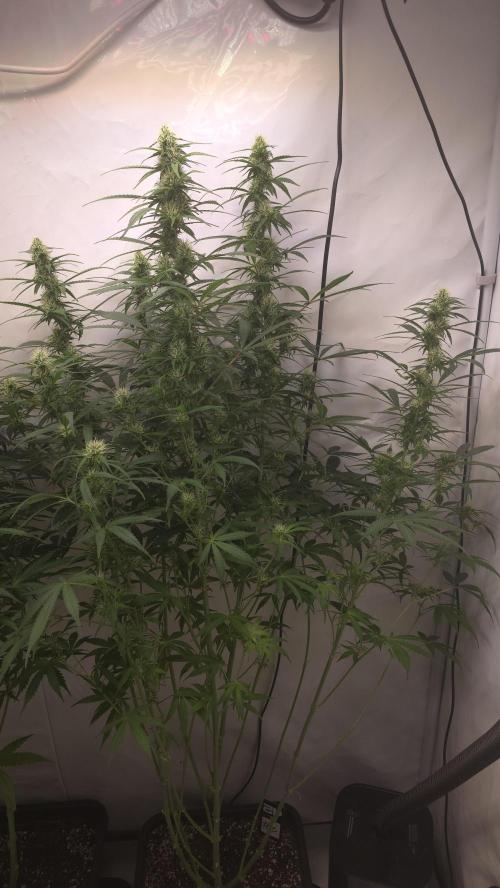 Gorilla Cookies Auto phenohunt #2. Week 9