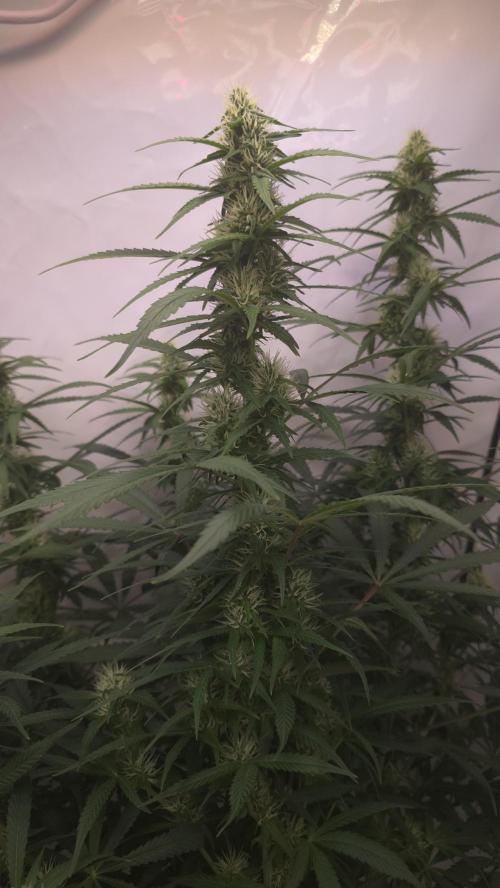 Gorilla Cookies Auto phenohunt #2. Week 9