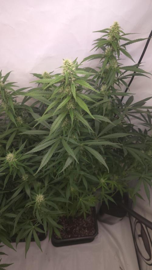 Gorilla Cookies Auto phenohunt #2. Week 9