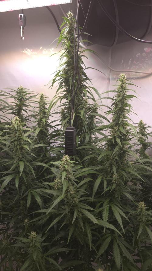 Gorilla Cookies Auto phenohunt #5. Week 9