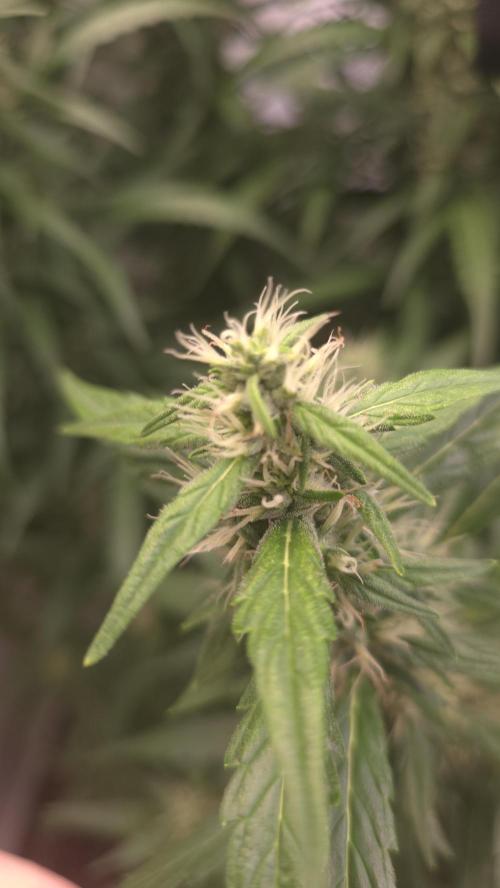 Gorilla Cookies Auto phenohunt #5. Week 9