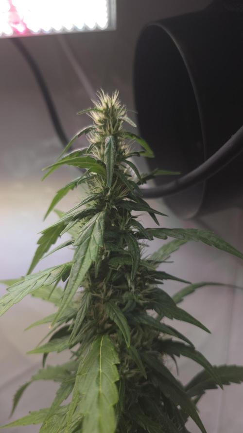 Gorilla Cookies Auto phenohunt #5. Week 9