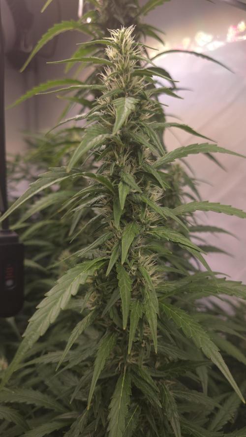 Ambient R150 . Week 9