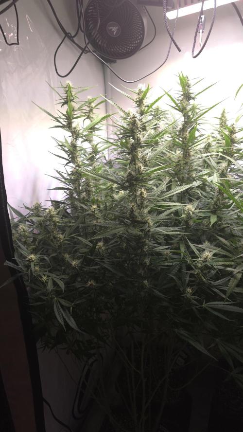 Gorilla Cookies Auto phenohunt #4. Week 9