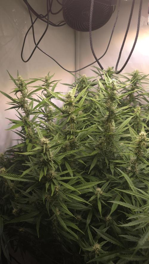 Gorilla Cookies Auto phenohunt #4. Week 9