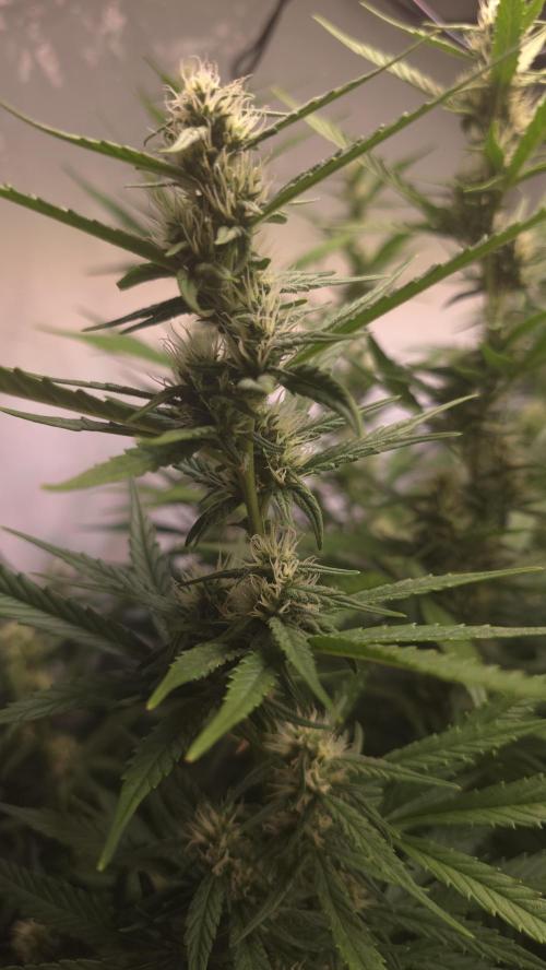 Gorilla Cookies Auto phenohunt #4. Week 9