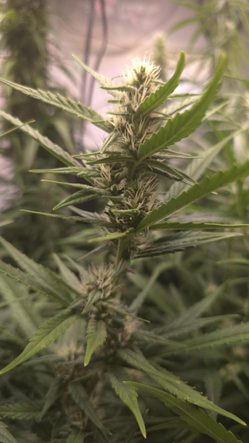 Gorilla Cookies Auto phenohunt #4. Week 9