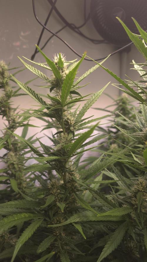 Gorilla Cookies Auto phenohunt #4. Week 9