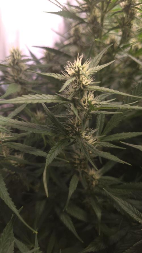 Gorilla Cookies Auto phenohunt #4. Week 9