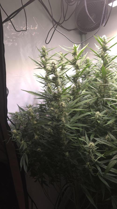 Ambient R150 . Week 9