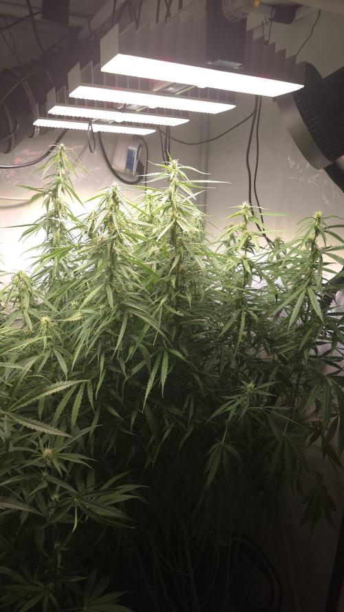Gorilla Cookies Auto phenohunt #3. Week 9