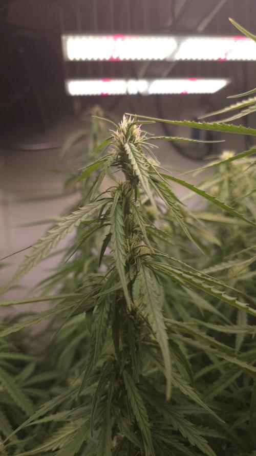 Gorilla Cookies Auto phenohunt #3. Week 9