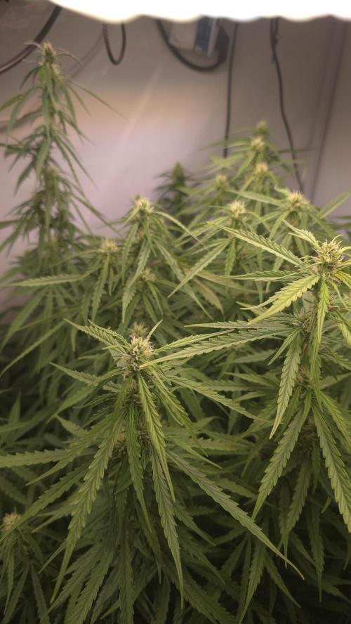 Gorilla Cookies Auto phenohunt #3. Week 9