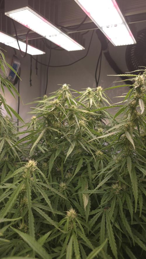 Gorilla Cookies Auto phenohunt #3. Week 9