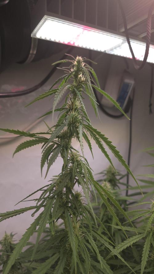 Gorilla Cookies Auto phenohunt #3. Week 9
