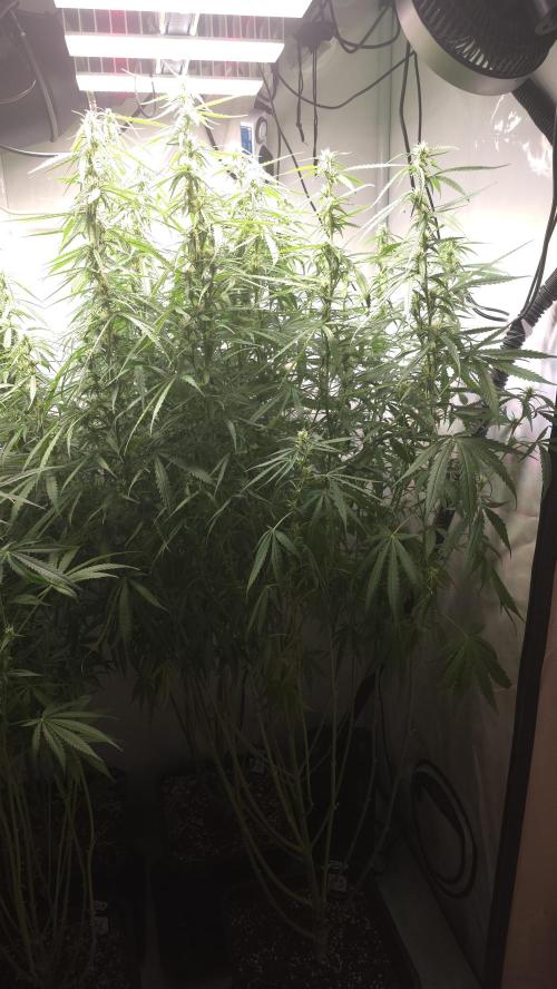 Ambient R150 . Week 9