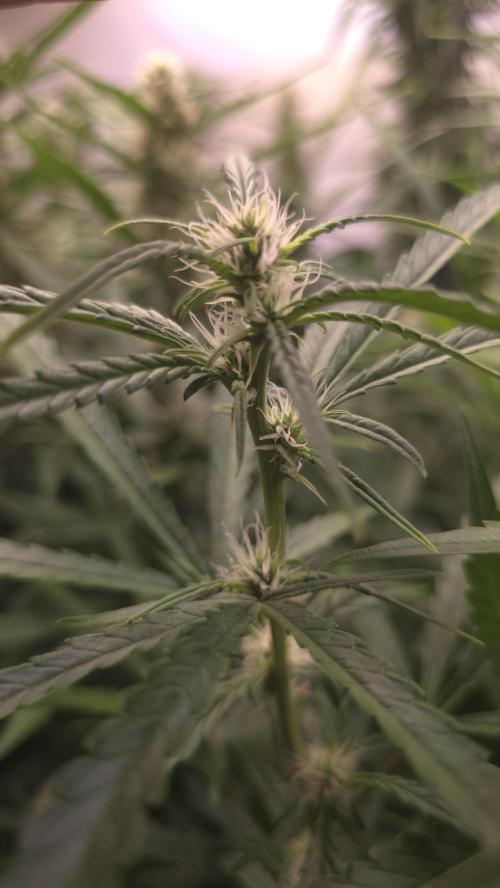 Gorilla Cookies Auto phenohunt #6. Week 9