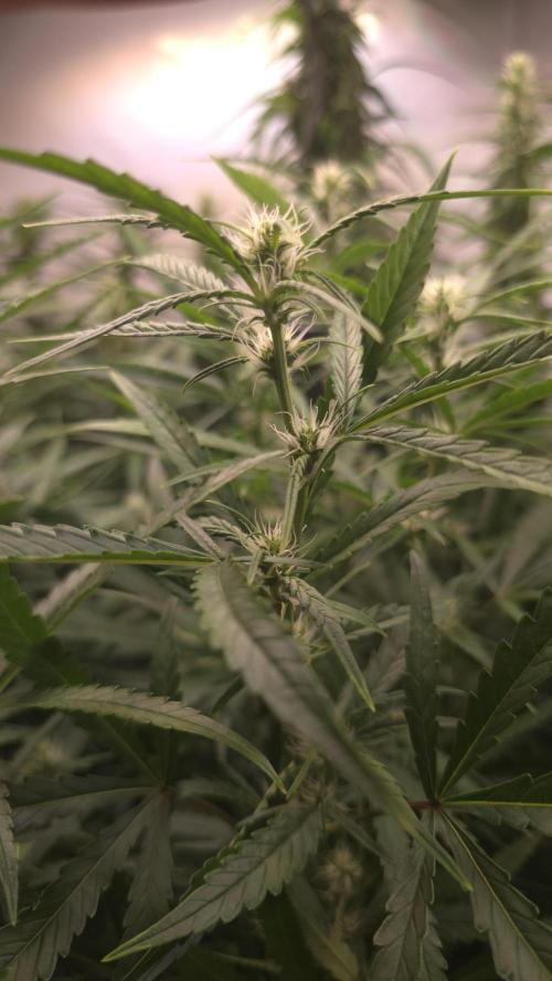 Gorilla Cookies Auto phenohunt #6. Week 9