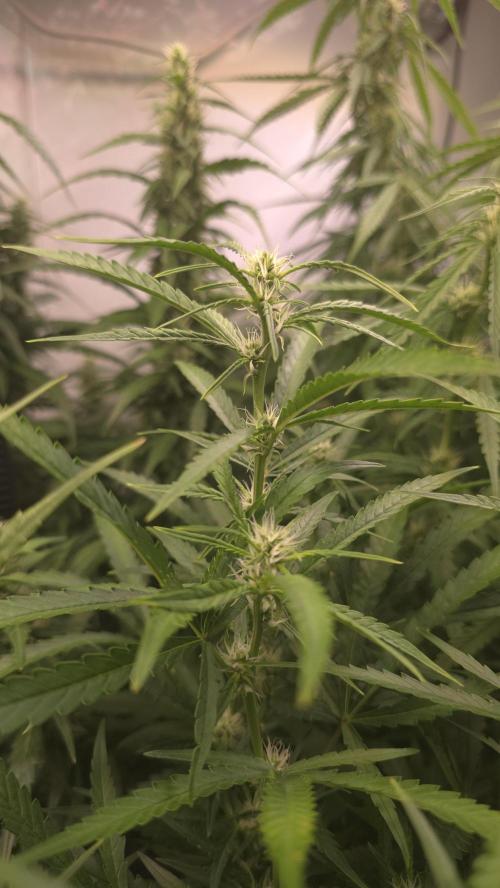 Gorilla Cookies Auto phenohunt #6. Week 9