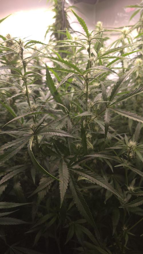 Ambient R150 . Week 9