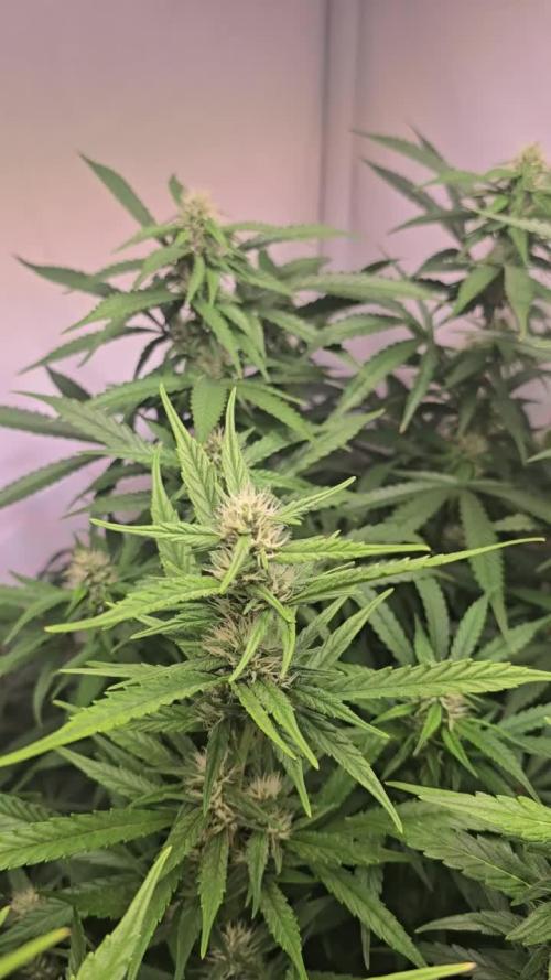 Gorilla Cookies Auto. Week 9