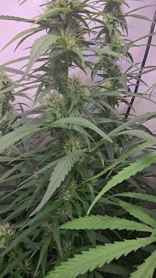 Ambient R150 . Week 9