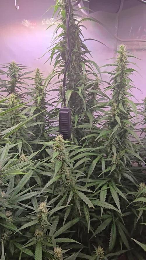 Ambient R150 . Week 9