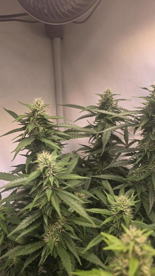 Gorilla Cookies Auto phenohunt #1. Week 10