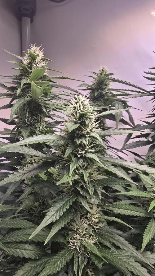 Gorilla Cookies Auto phenohunt #1. Week 10