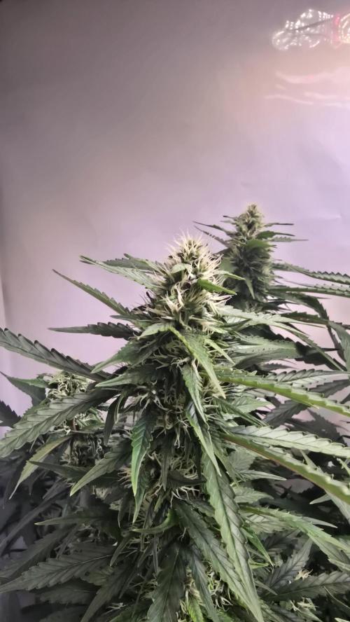 Gorilla Cookies Auto phenohunt #1. Week 10