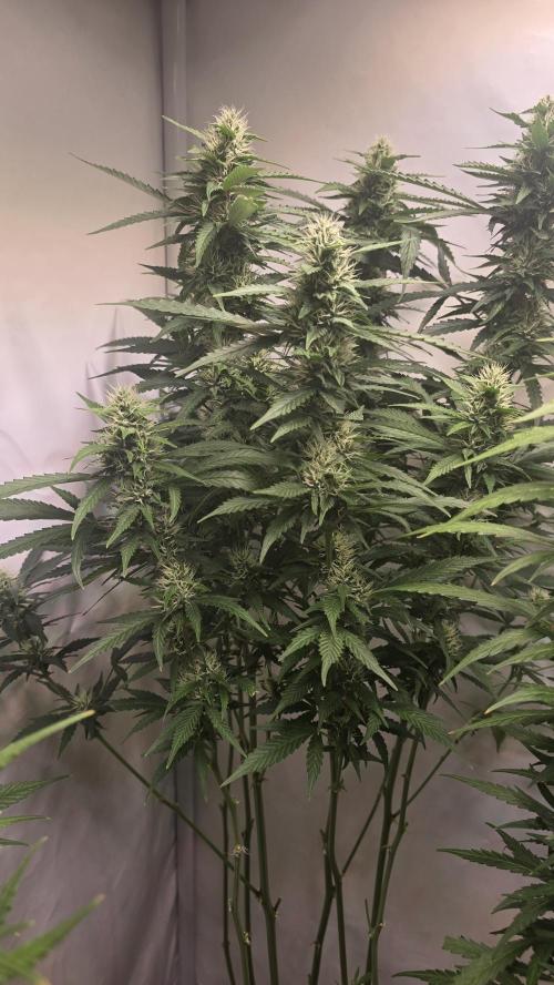 Gorilla Cookies Auto phenohunt #1. Week 10