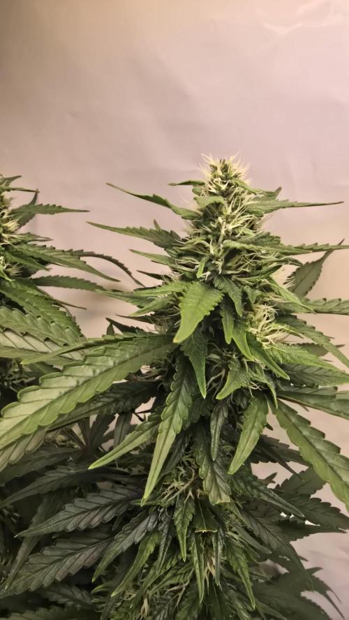 Gorilla Cookies Auto phenohunt #1. Week 10
