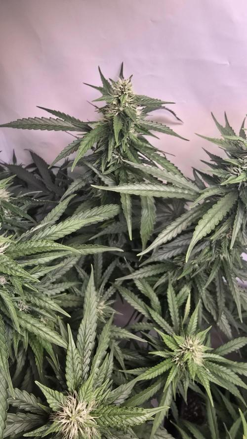 Gorilla Cookies Auto phenohunt #1. Week 10