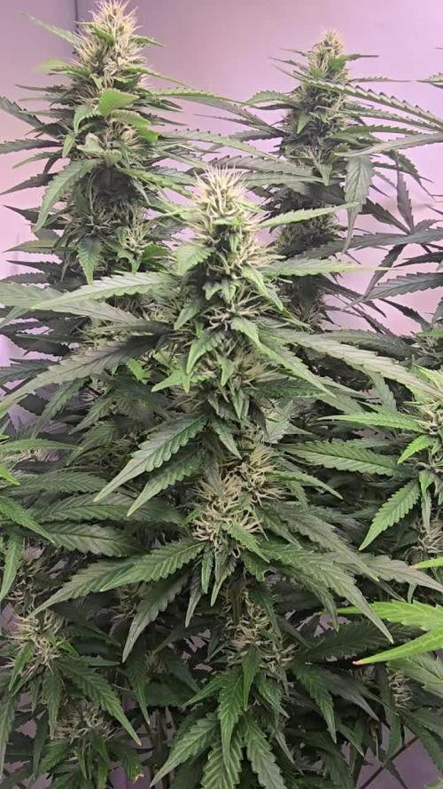Gorilla Cookies Auto phenohunt #1