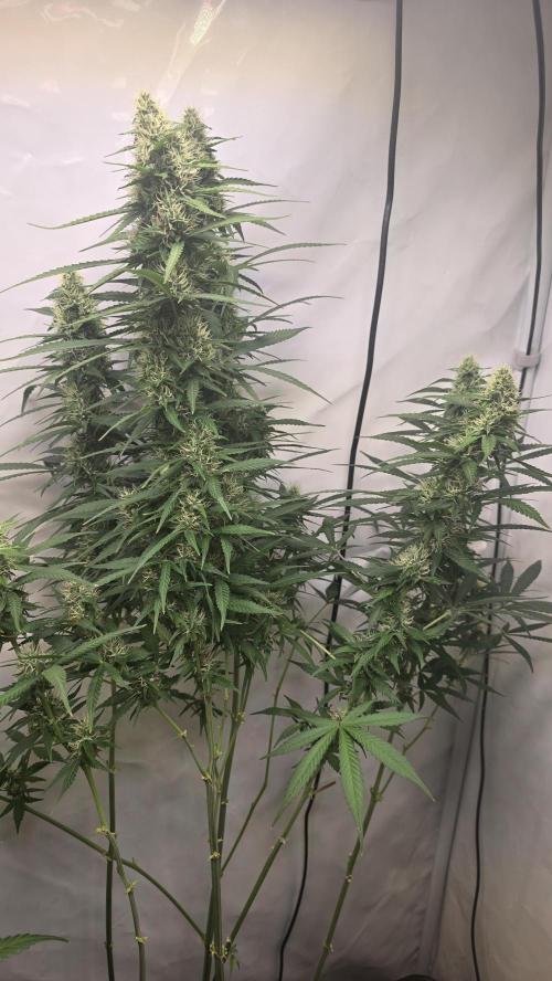 Gorilla Cookies Auto phenohunt #2. Week 10